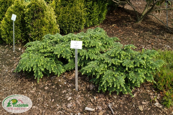 tsuga_canadensis_nana_gracilis
